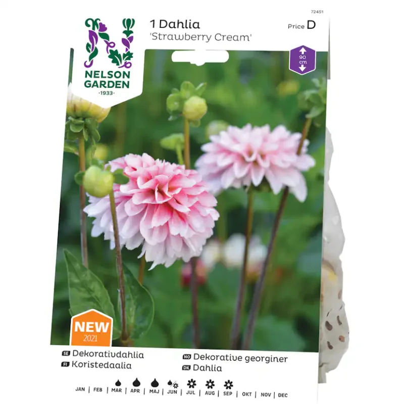 Dekorativdahlia Nelson Garden Strawberry Cream Populärt val